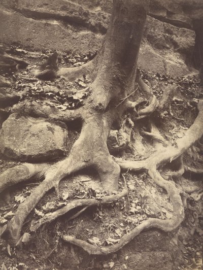 Tree Roots, Saint-Cloud by Eugène Atget